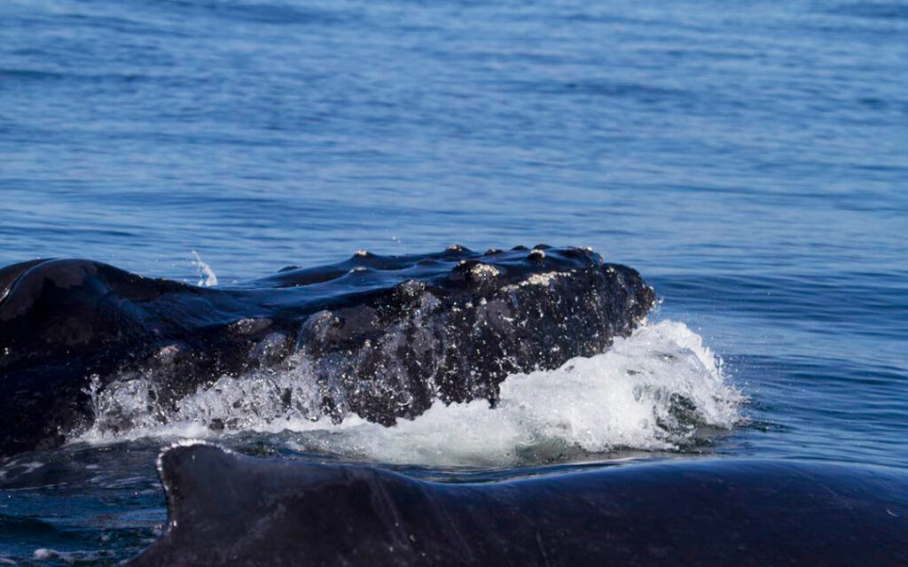 Humpback whales in Puerto Vallarta