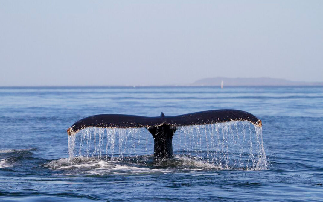 Whale Watching in Puerto Vallarta: a Magical Experience